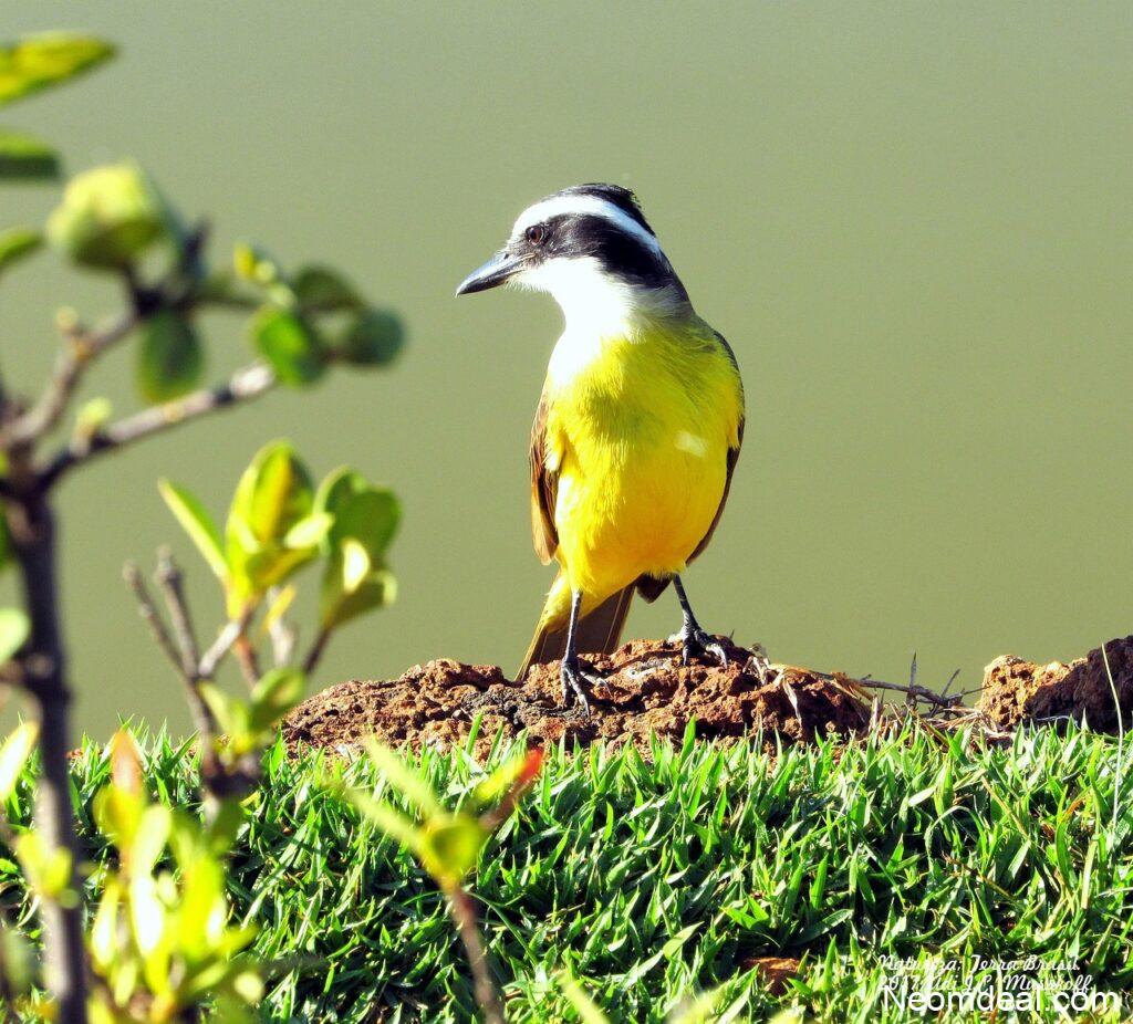 Strange but Useful Corners of the Internet You Probably Missed - Internet Discoveries