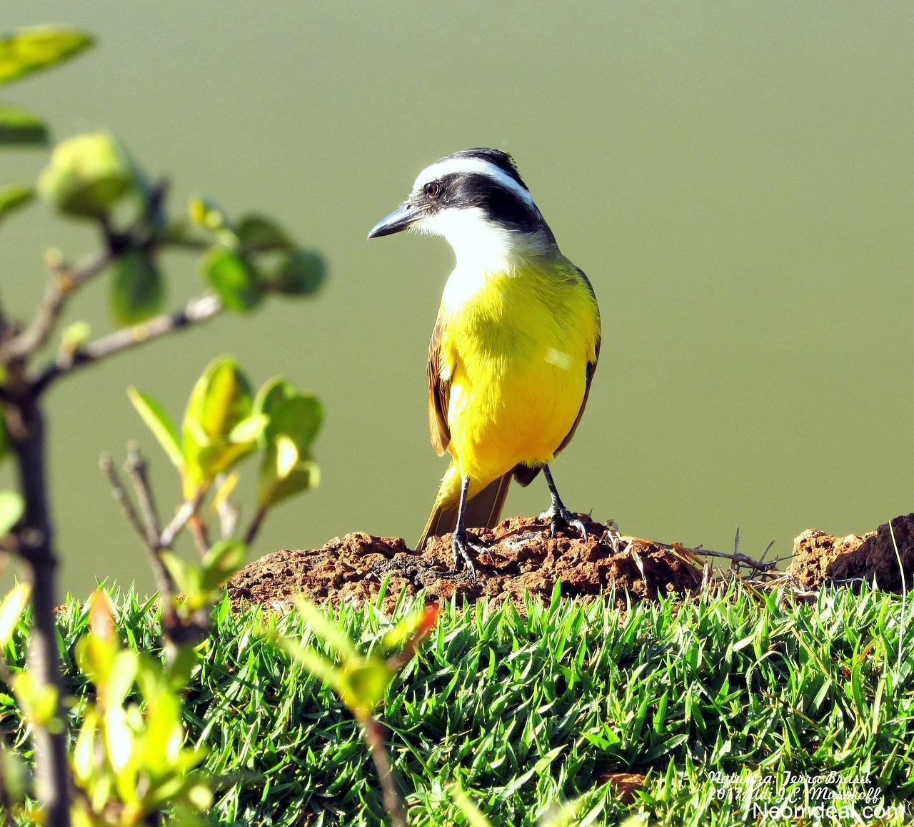 Strange but Useful Corners of the Internet You Probably Missed - Internet Discoveries